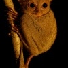 Nartoun zapadosundsky - Tarsius bancanus - Western Horsfields Tarsier o6620-1